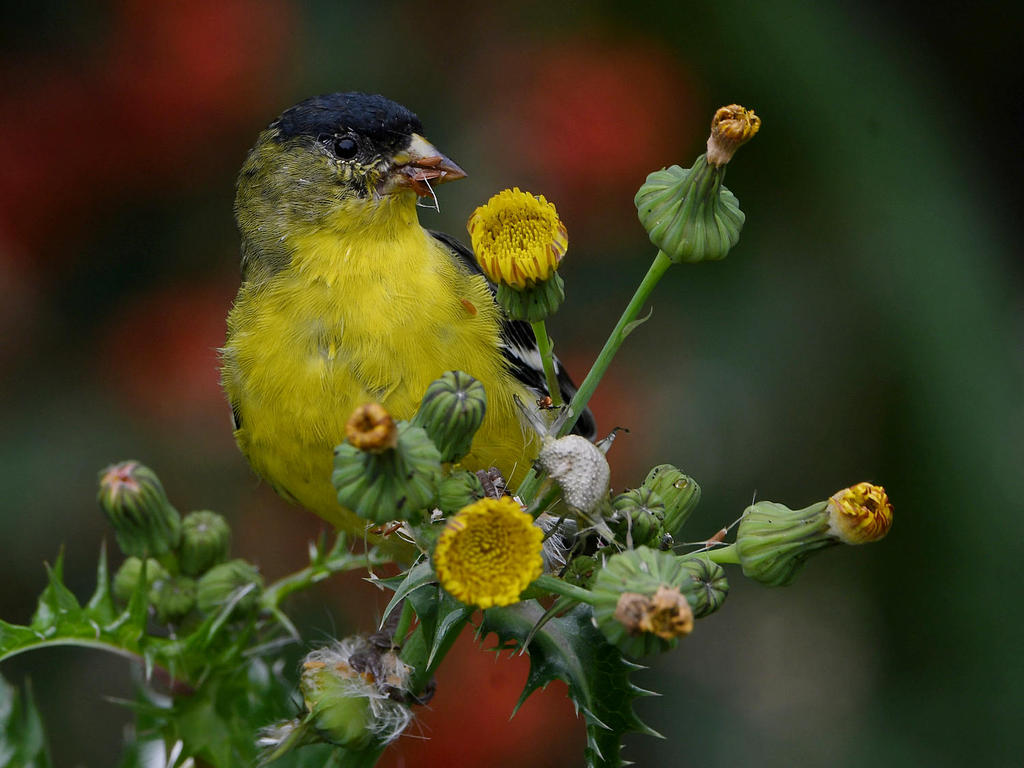 Goldfinch15.jpg