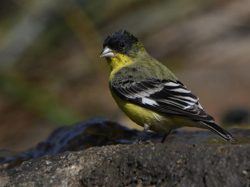 Goldfinch16.jpg