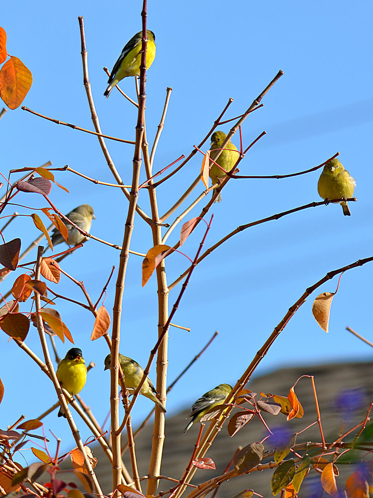 Goldfinch2.jpg