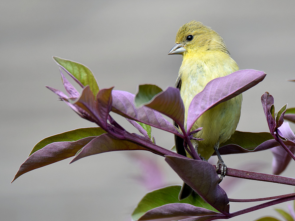 Goldfinch2.jpg