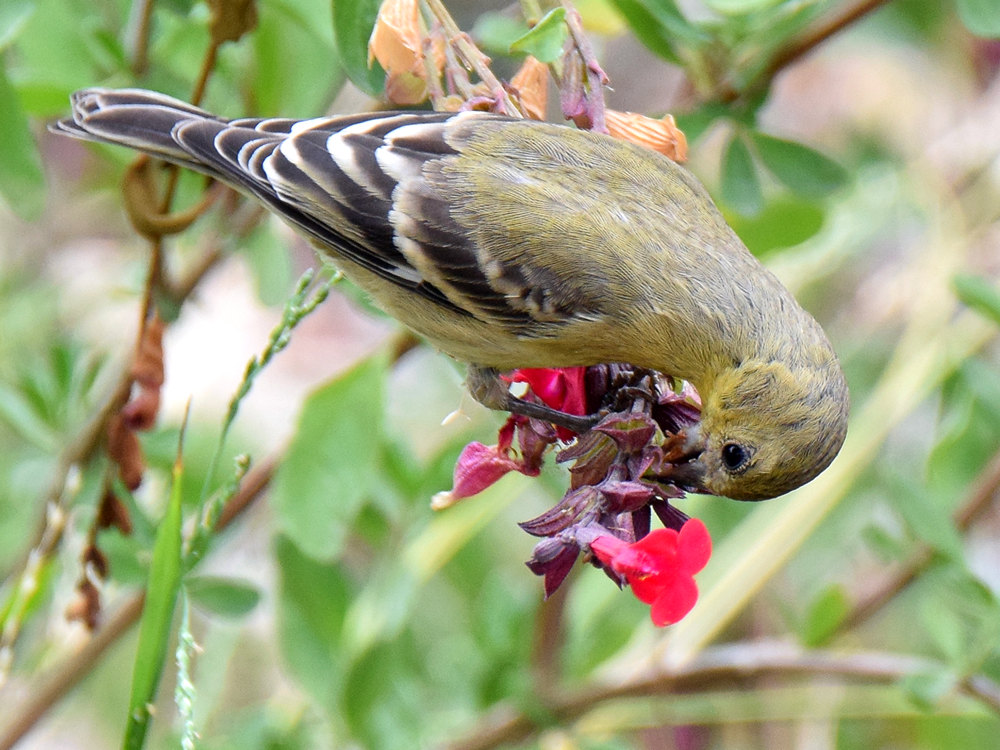 GoldFinch2.jpg