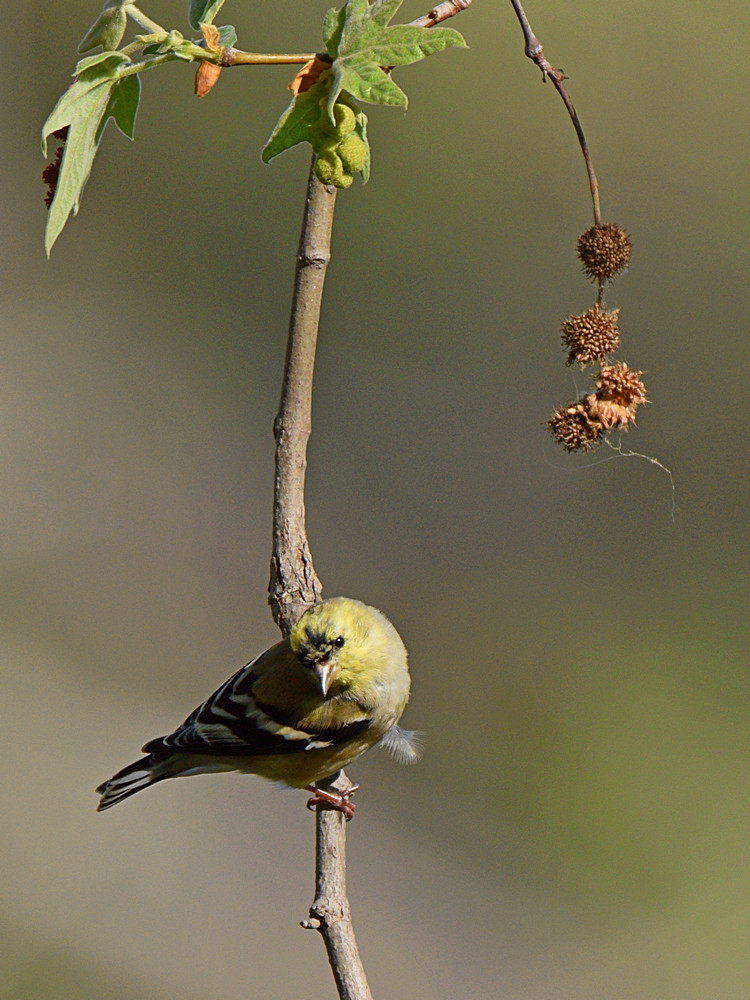 Goldfinch2.jpg