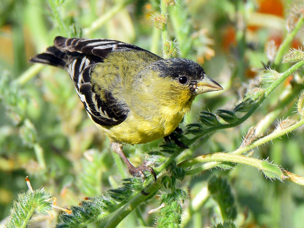 Goldfinch2.jpg