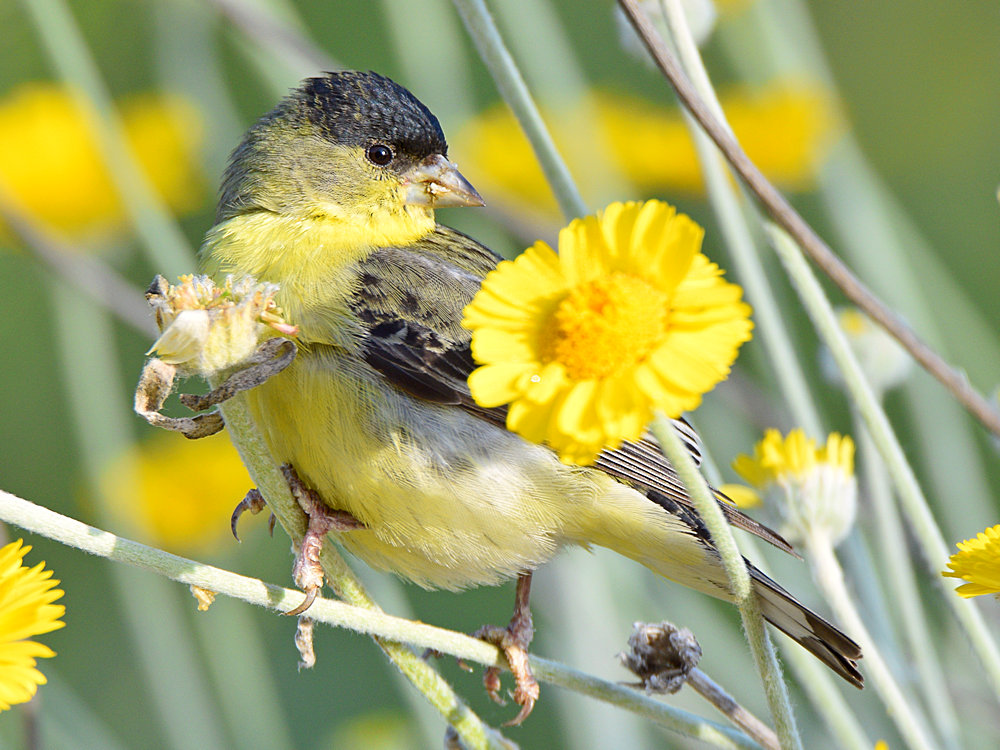 Goldfinch2.jpg