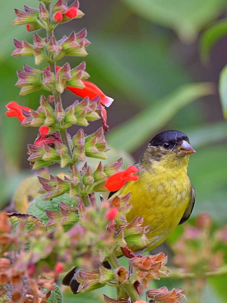 Goldfinch2.jpg