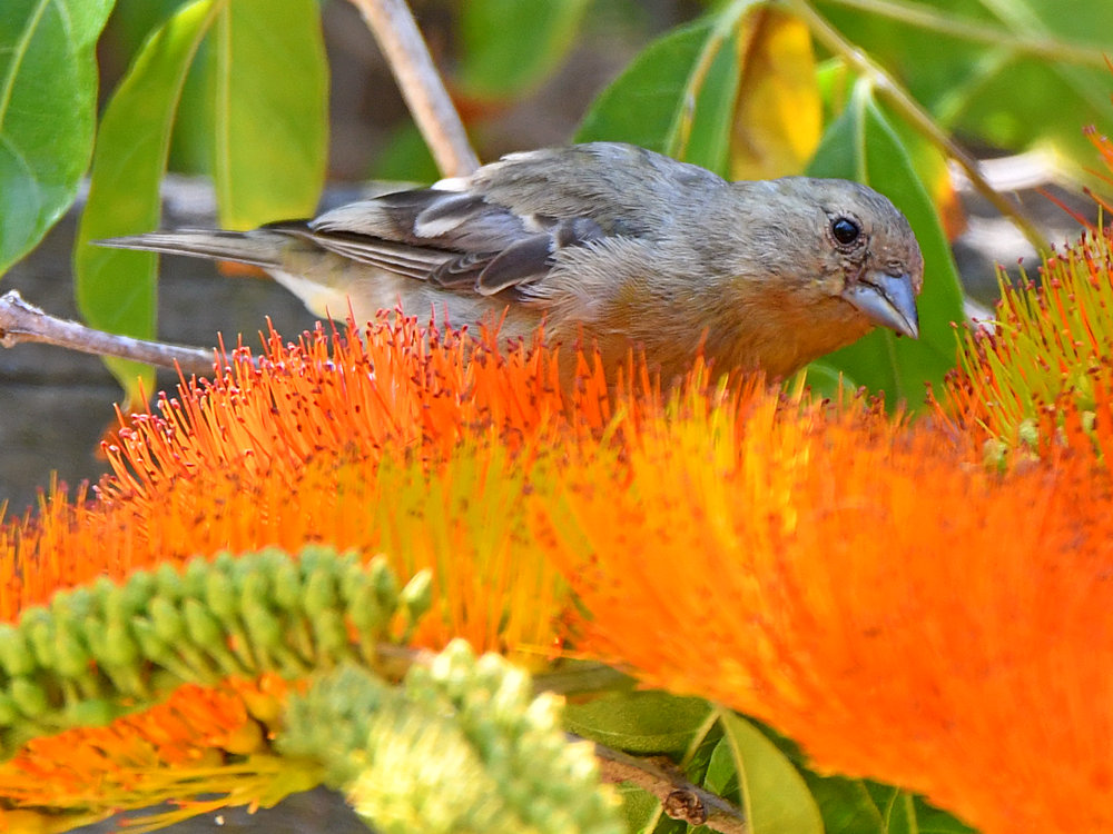 Goldfinch2.jpg