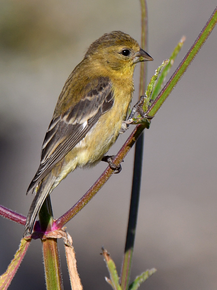 Goldfinch2.jpg
