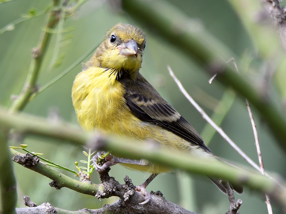 Goldfinch2.jpg