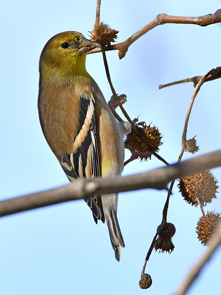 Goldfinch2.jpg