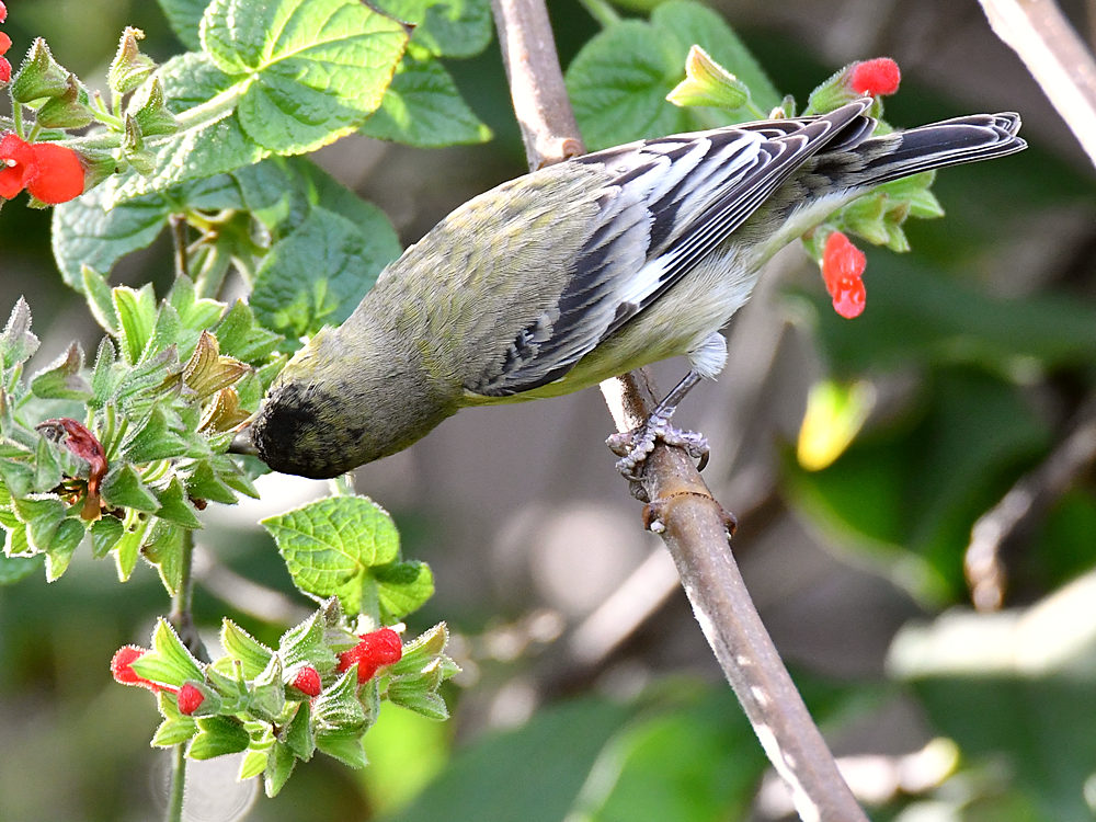 Goldfinch2.jpg