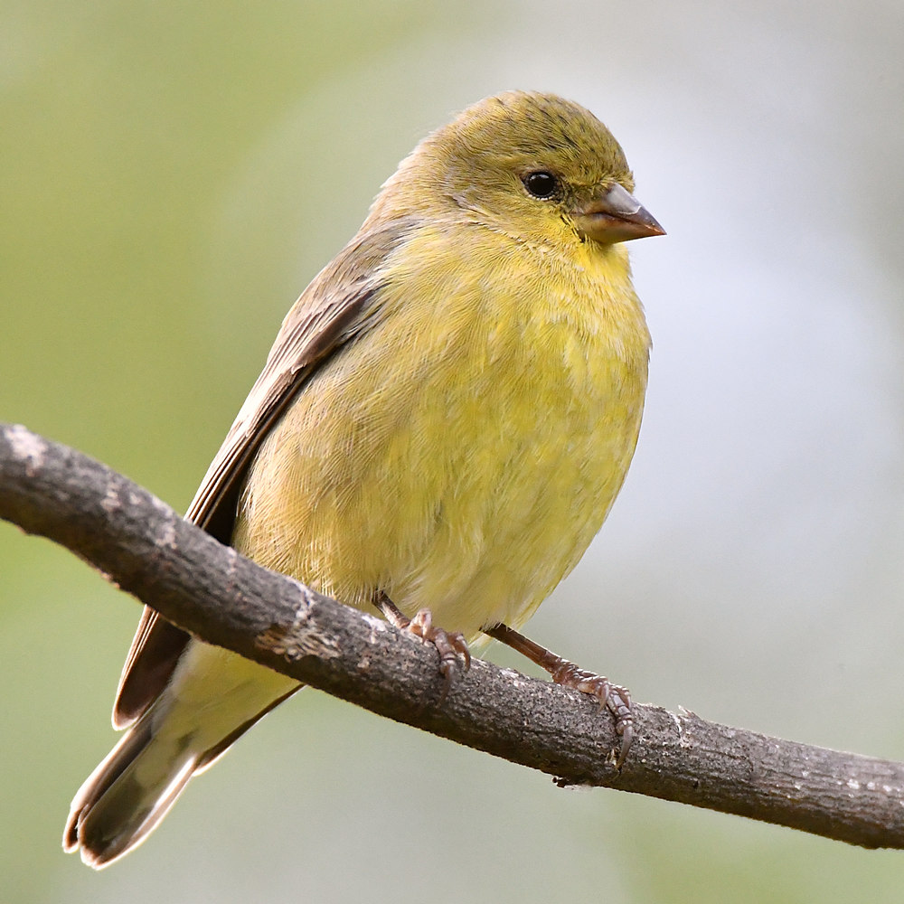 Goldfinch2.jpg