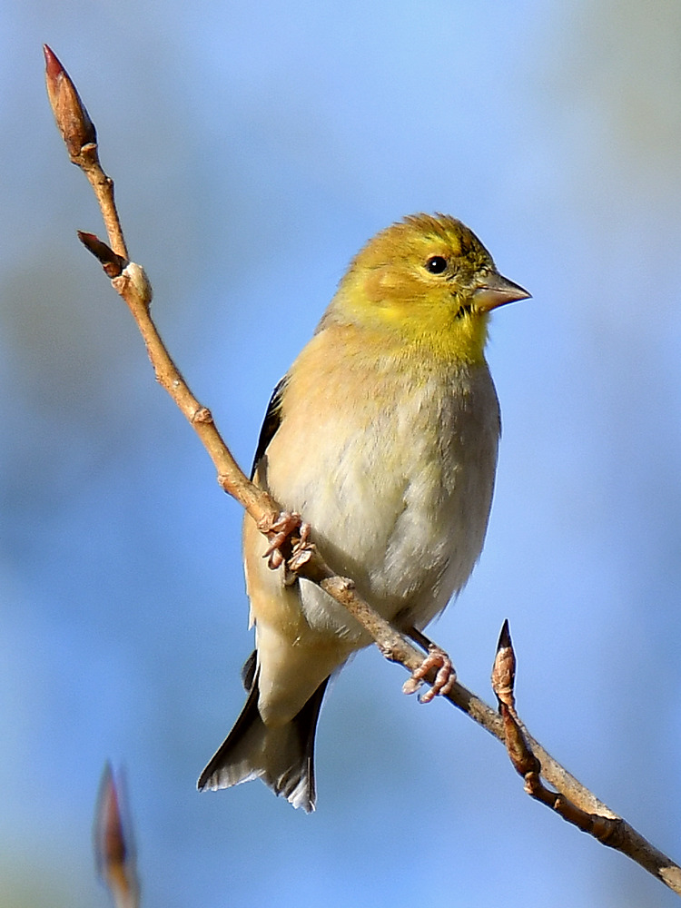 Goldfinch2.jpg