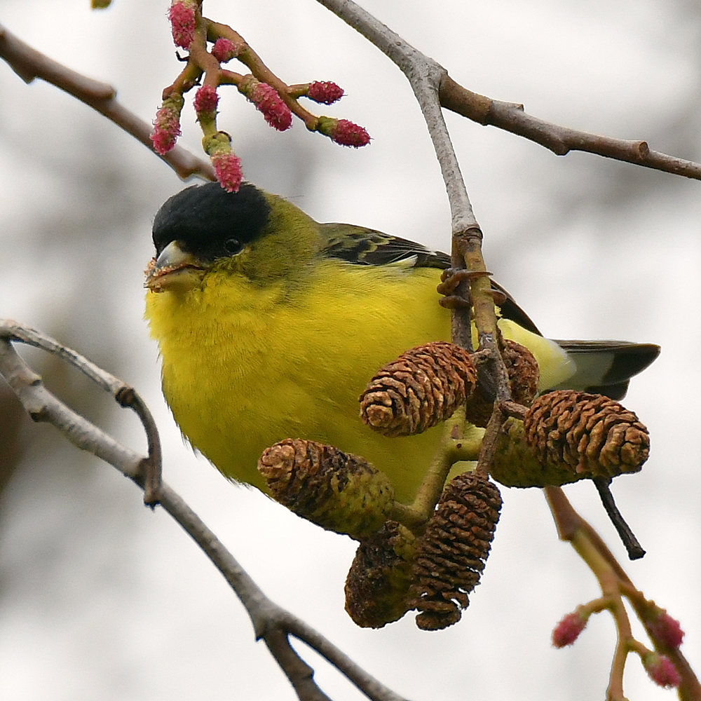 Goldfinch2.jpg