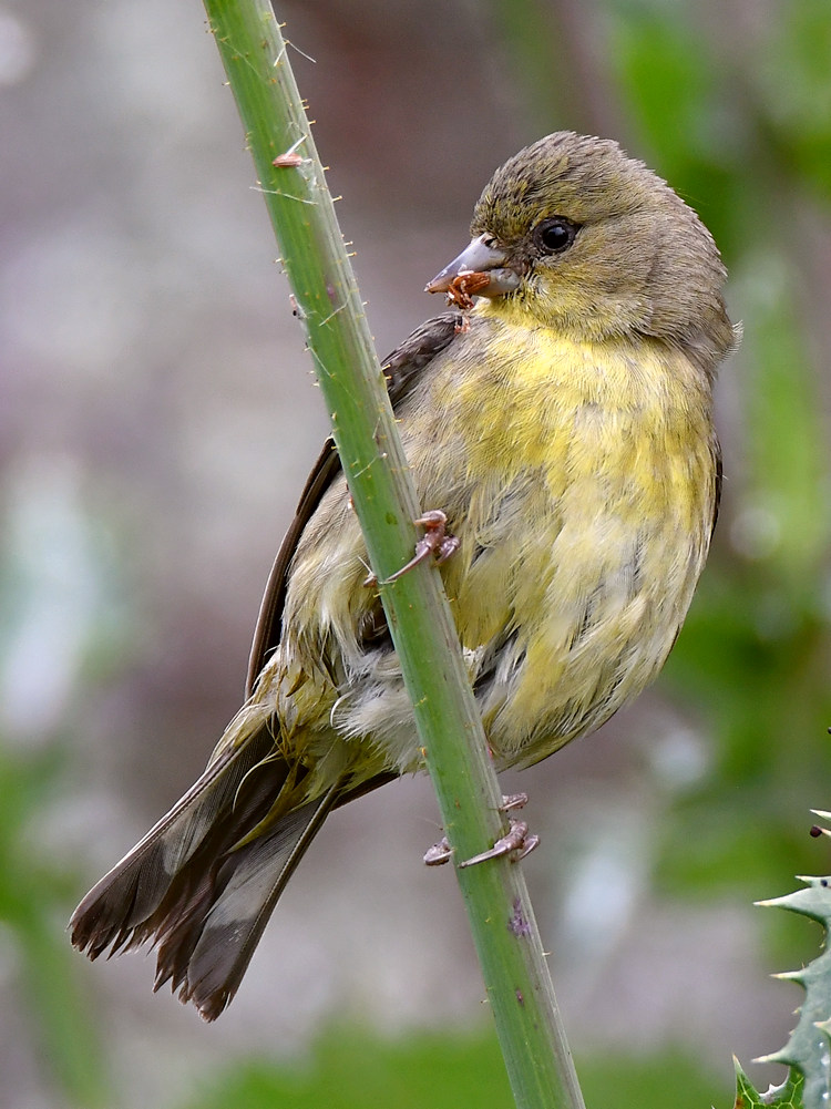 GoldFinch2.jpg
