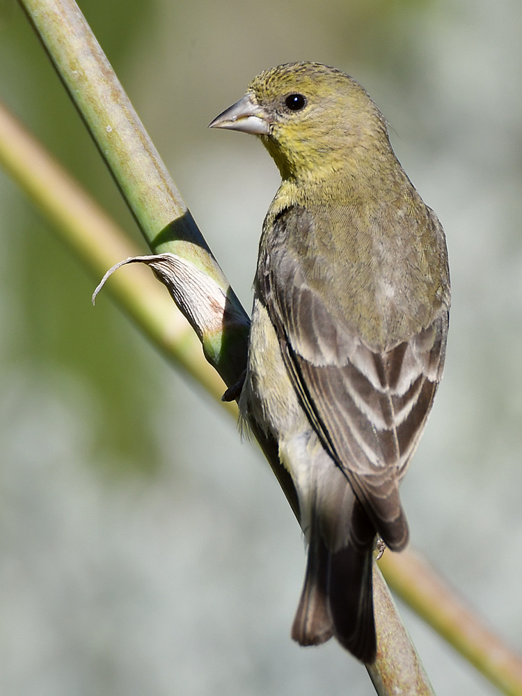 GoldFinch2.jpg