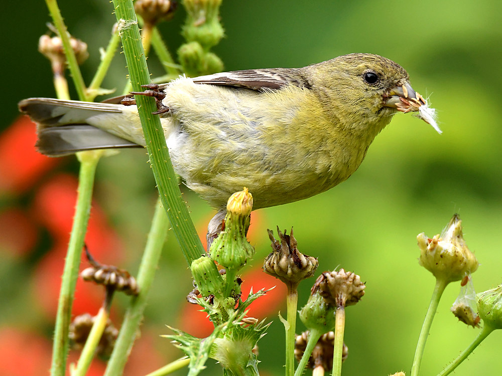 Goldfinch2.jpg