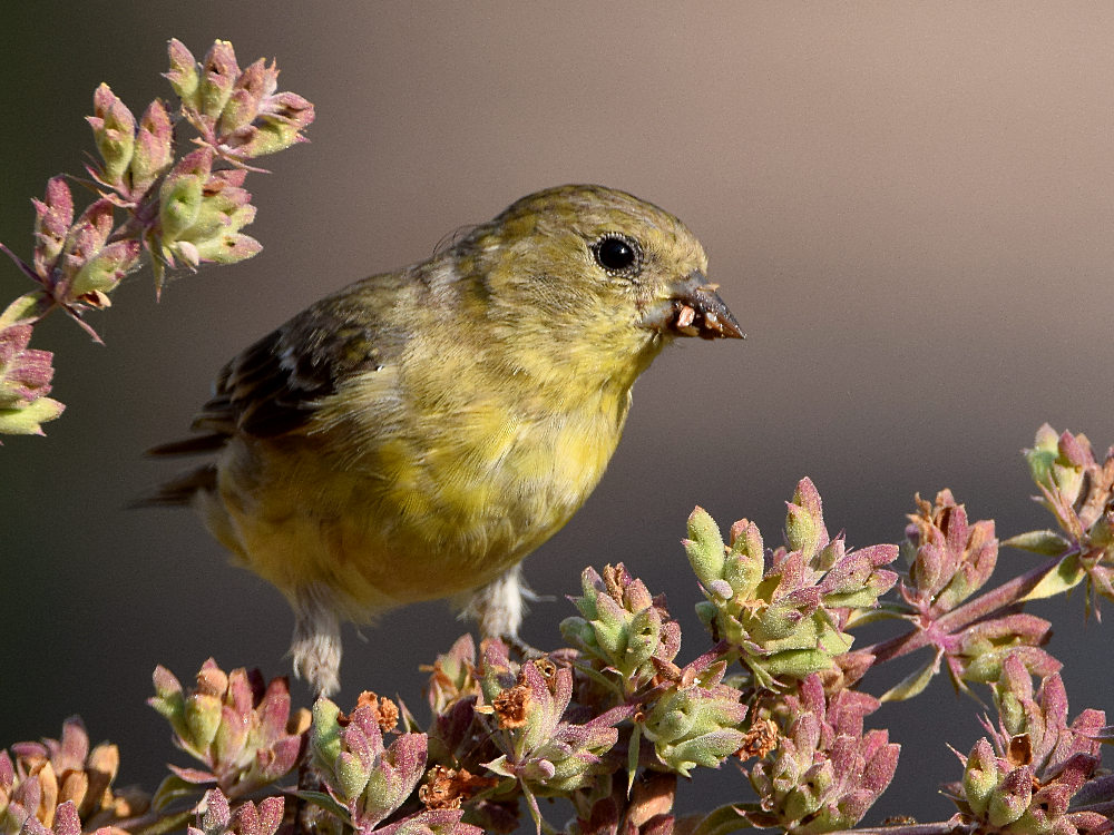Goldfinch2.jpg