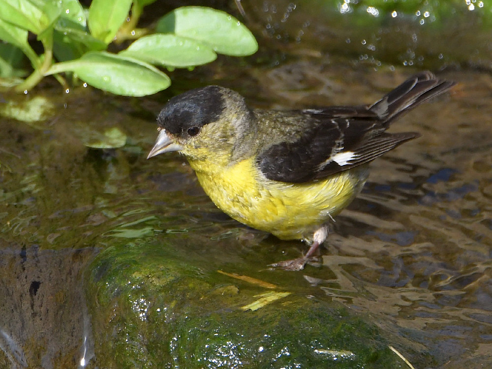 Goldfinch2.jpg
