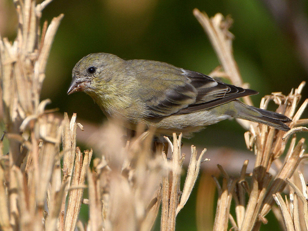 Goldfinch2.jpg