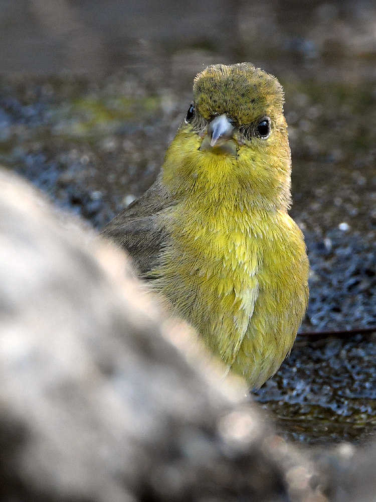 Goldfinch2.jpg