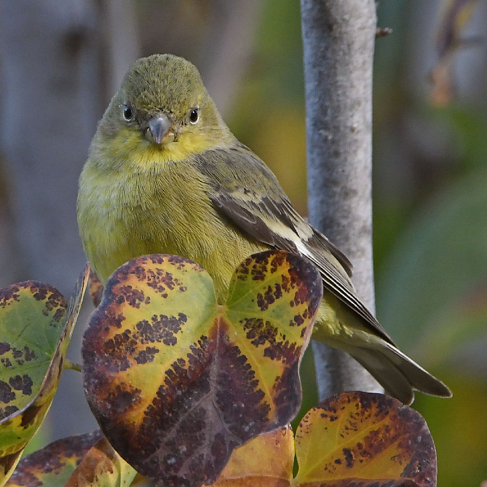 Goldfinch2.jpg