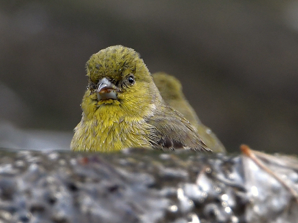 Goldfinch2.jpg