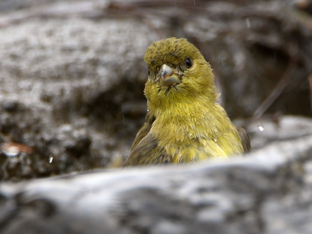 Goldfinch2.jpg