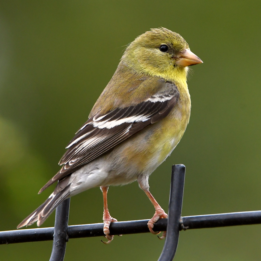 GoldFinch2.jpg
