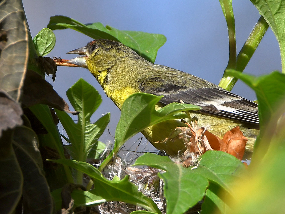 Goldfinch2.jpg