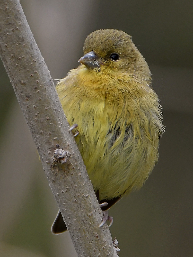 Goldfinch2.jpg
