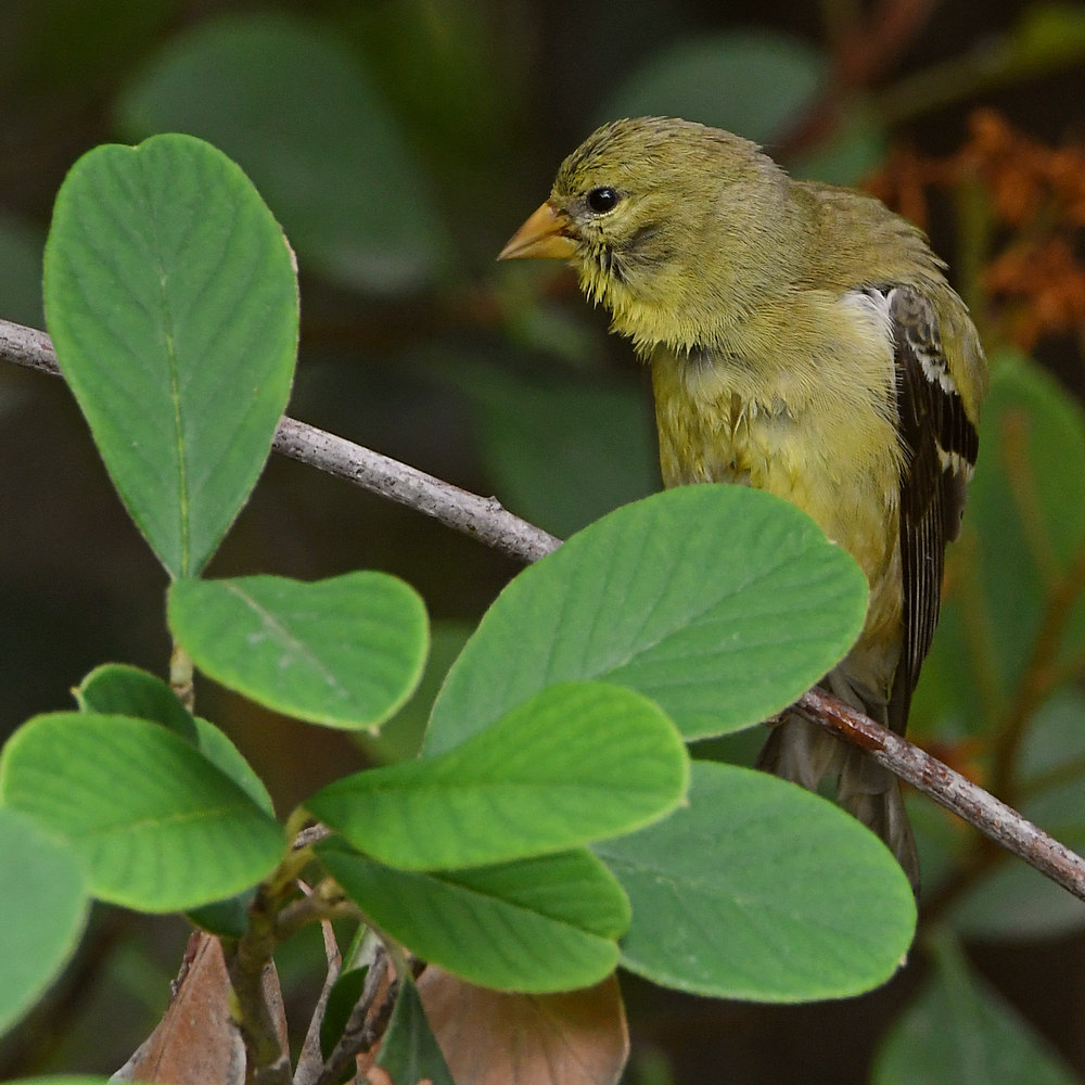 Goldfinch2.jpg
