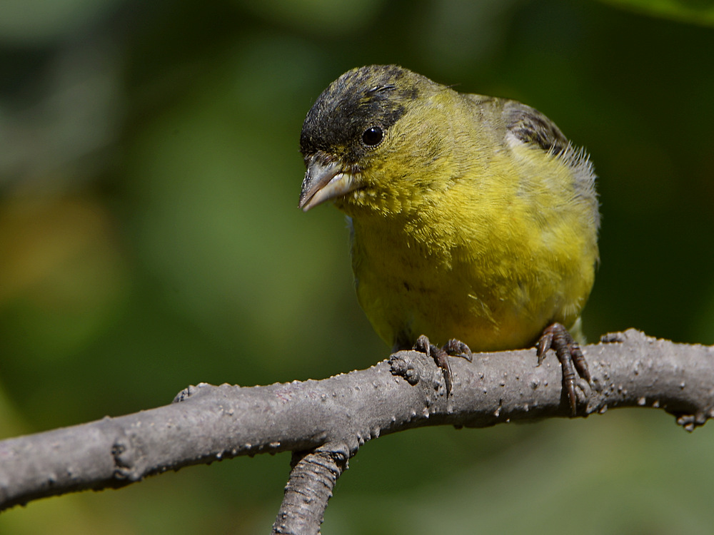 Goldfinch2.jpg