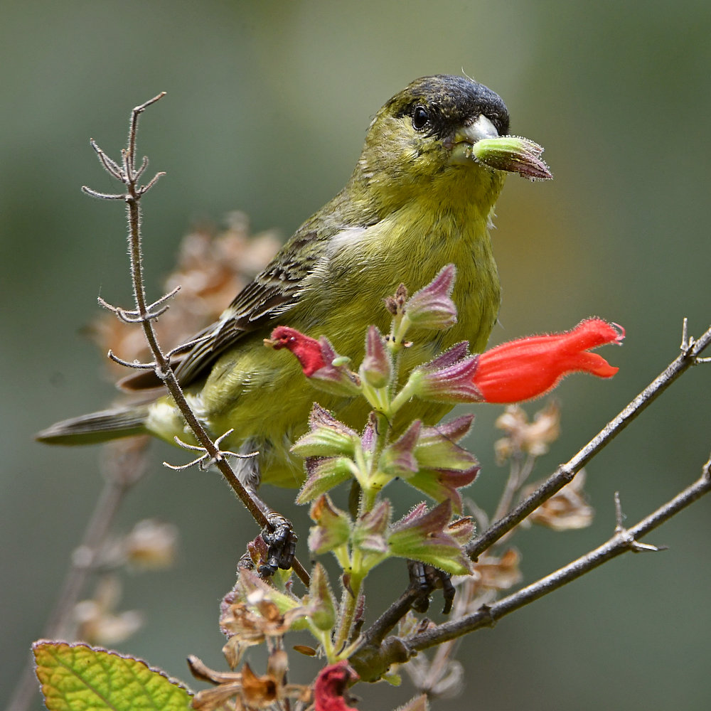 Goldfinch2.jpg
