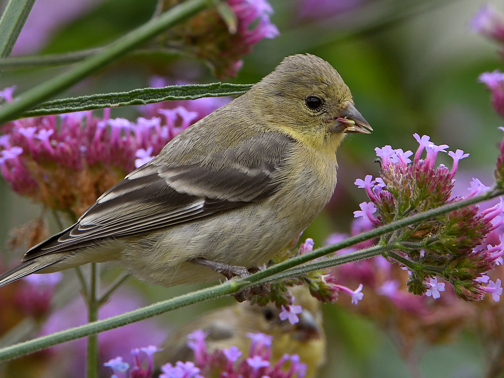 Goldfinch2.jpg