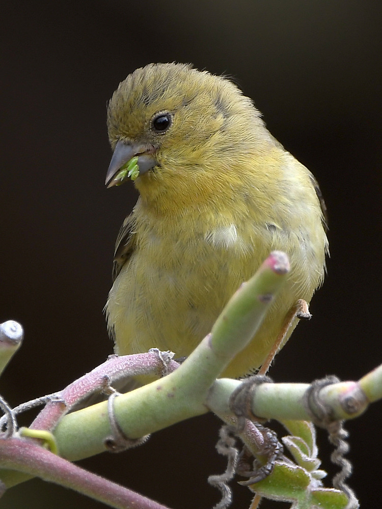 Goldfinch2.jpg