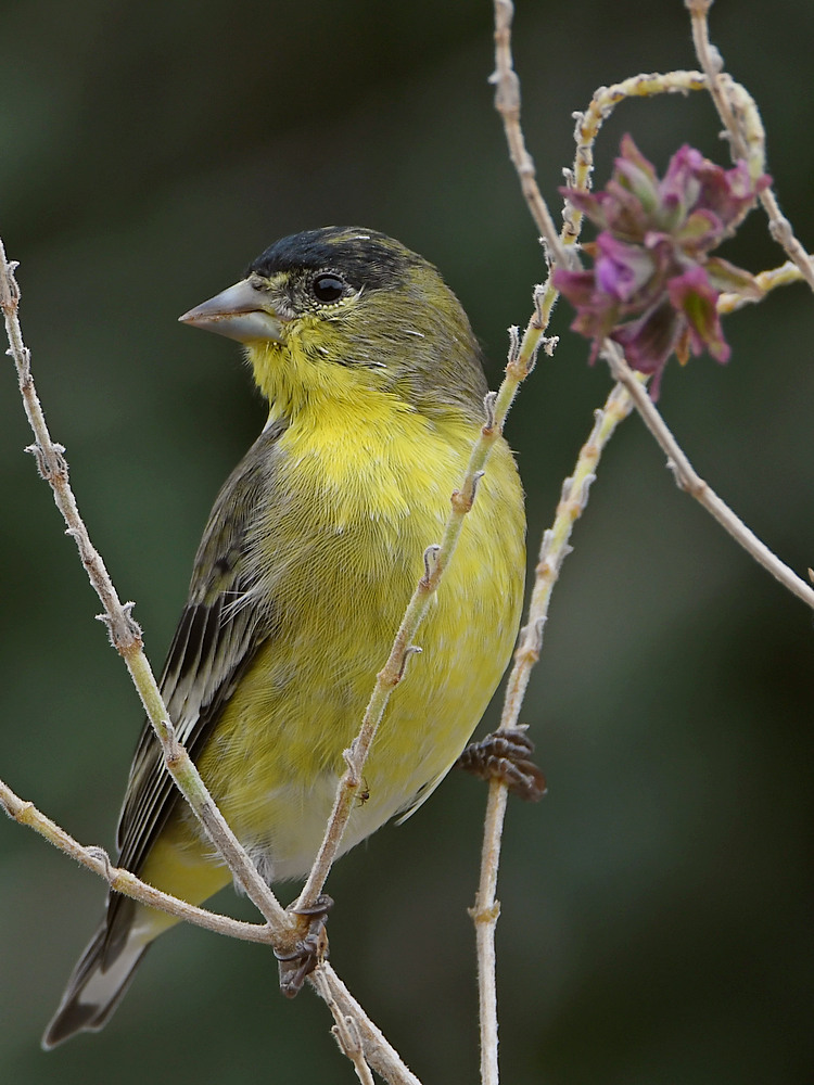 Goldfinch2.jpg