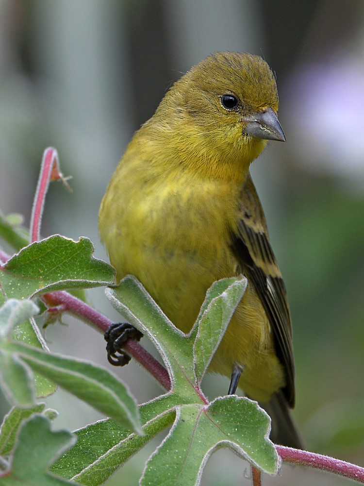 Goldfinch2.jpg
