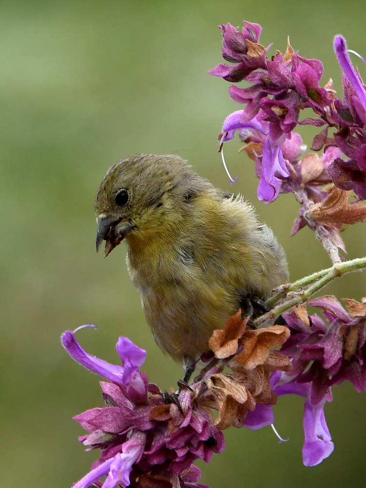 Goldfinch2.jpg