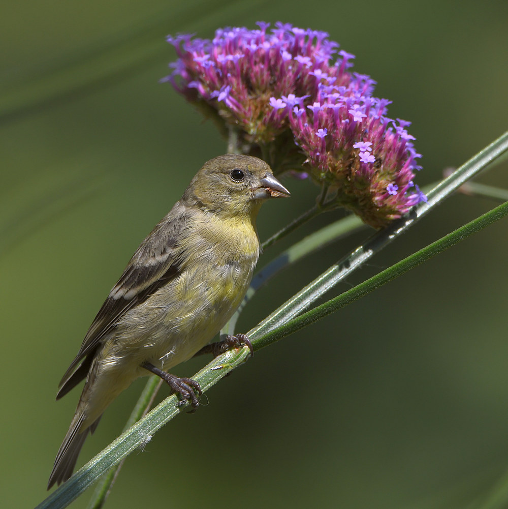 Goldfinch2.jpg
