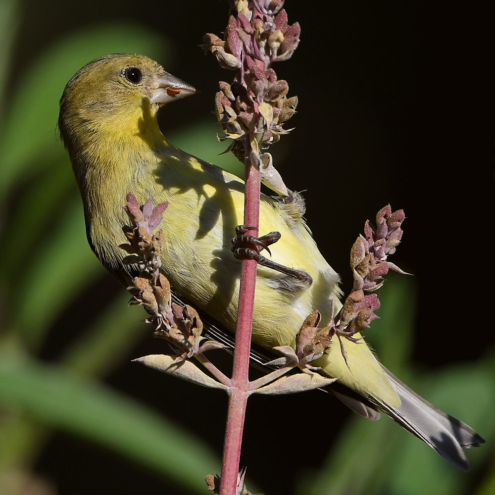 Goldfinch2.jpg