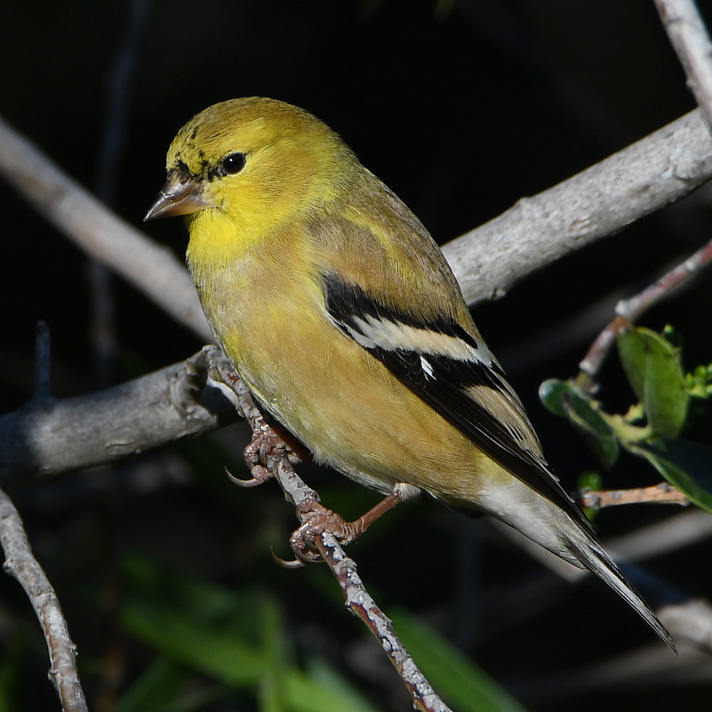 GoldFinch2.jpg