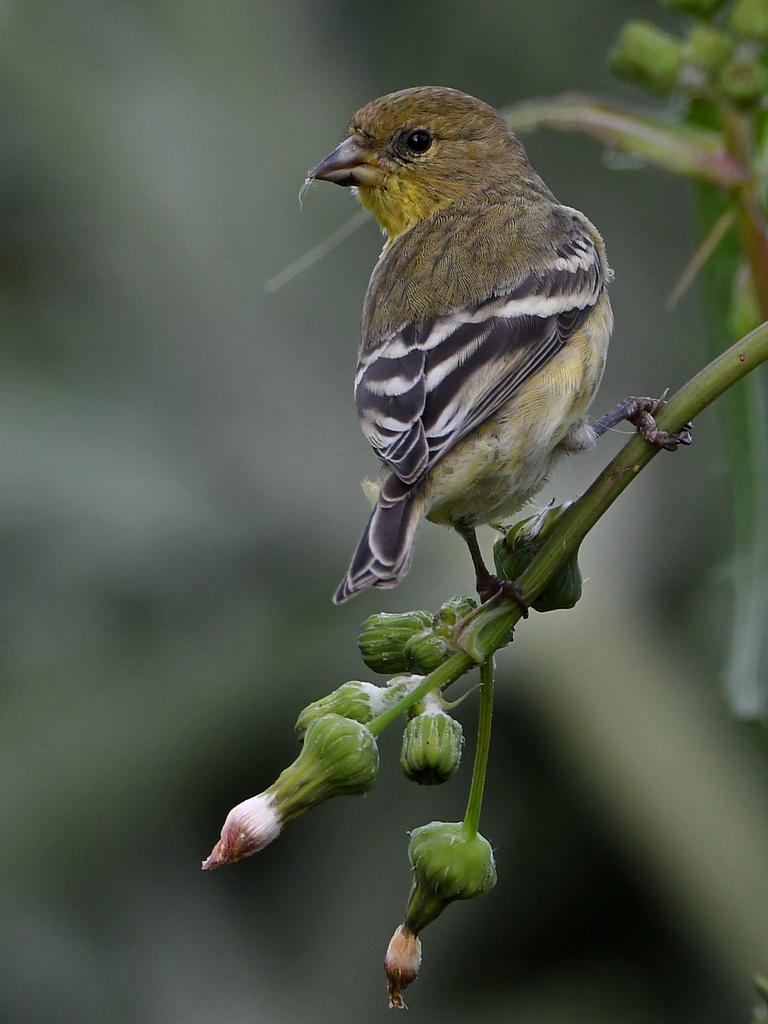 Goldfinch2.jpg
