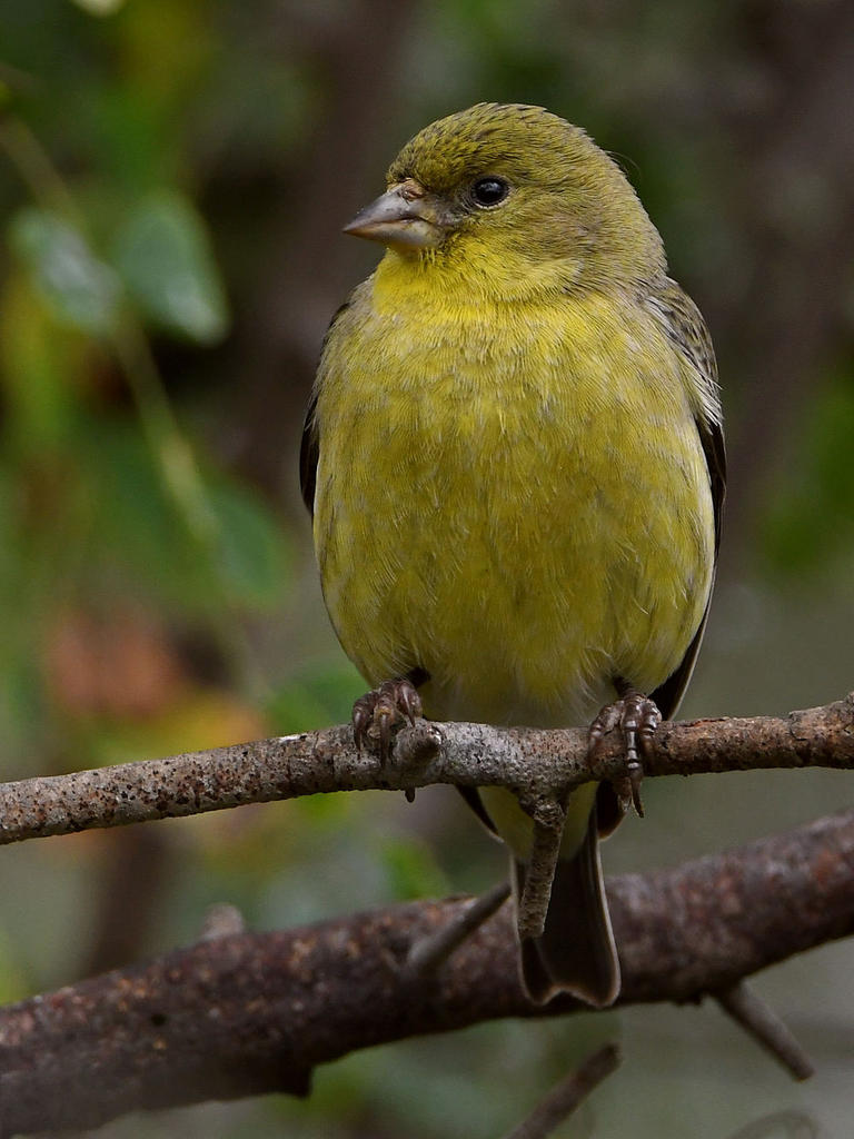 Goldfinch2.jpg