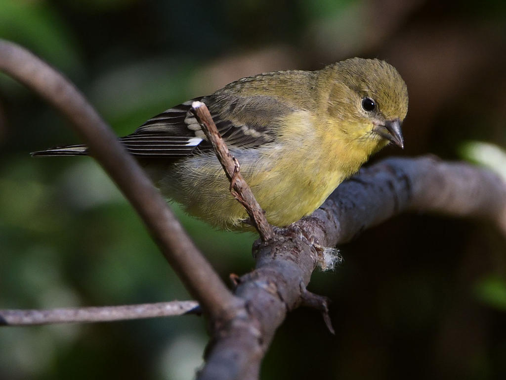 Goldfinch2.jpg