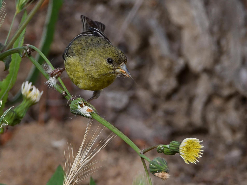 Goldfinch2.jpg