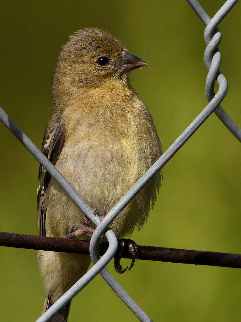 Goldfinch2.jpg