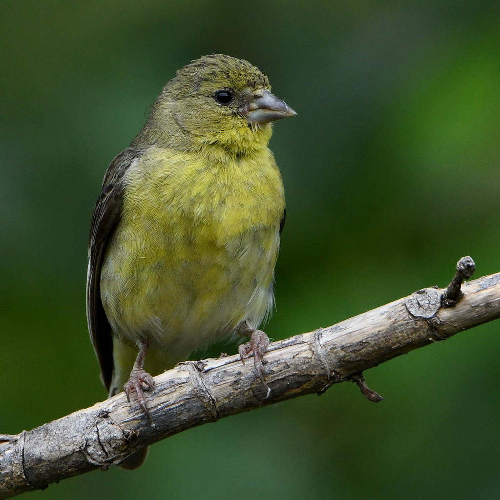 Goldfinch2.jpg