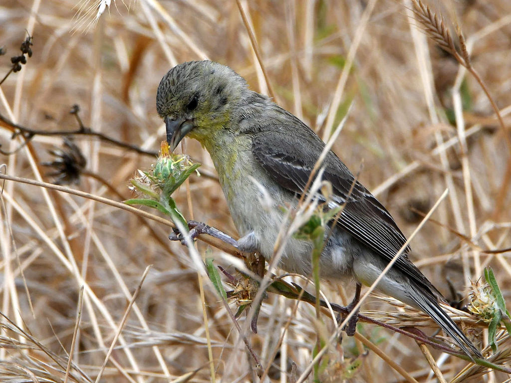 Goldfinch2.jpg