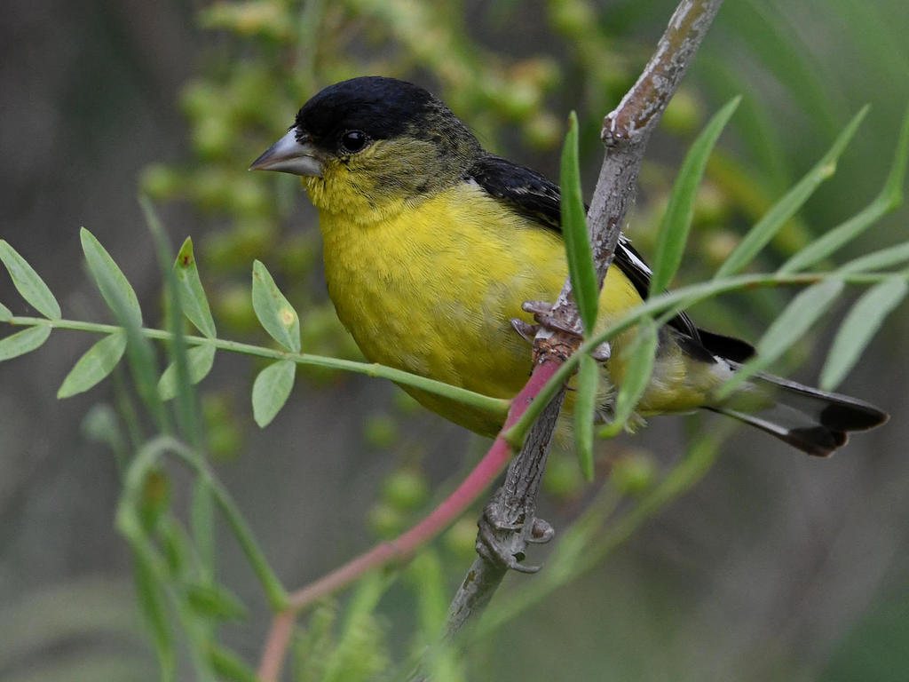 Goldfinch2.jpg