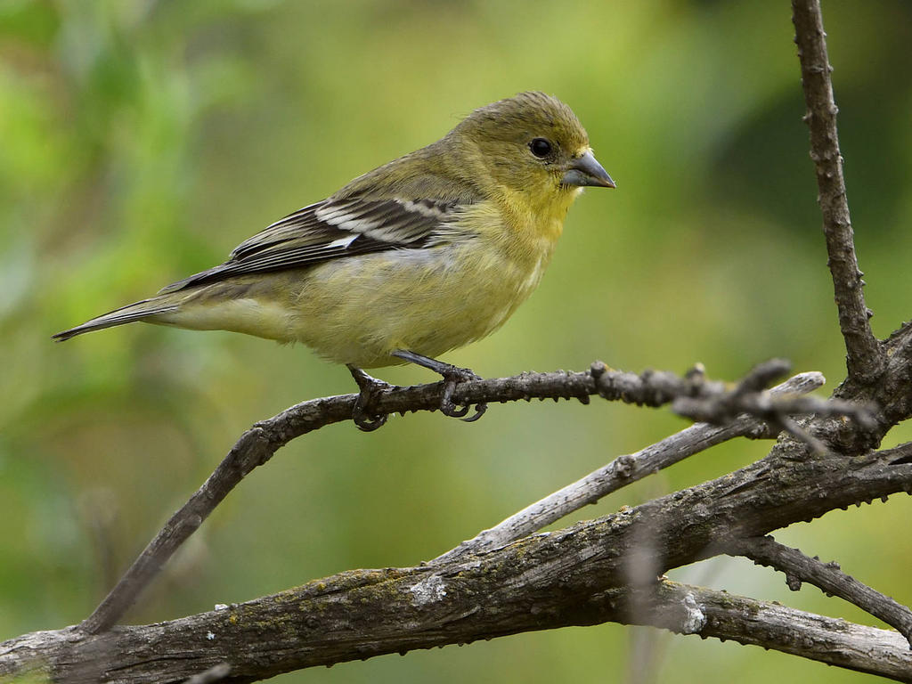Goldfinch2.jpg